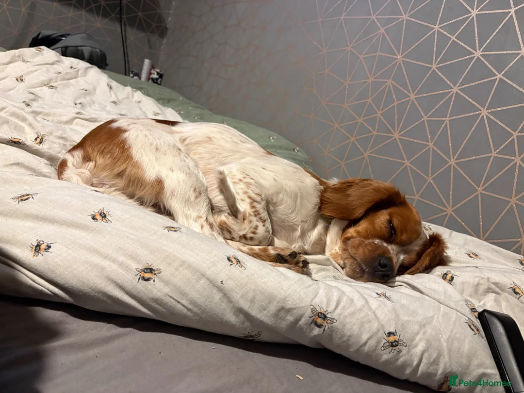 Cockapoo dogs for sale: 5 beautiful puppies for sale  in Manchester - Advert 1