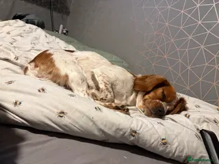 Cockapoo dogs 5 beautiful puppies for sale - Advert 1