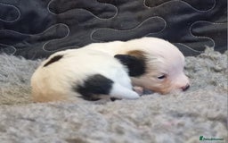 Jack Russell dogs for sale: kC Reg Jack Russell Pups, DNA Health Tested - Image 7