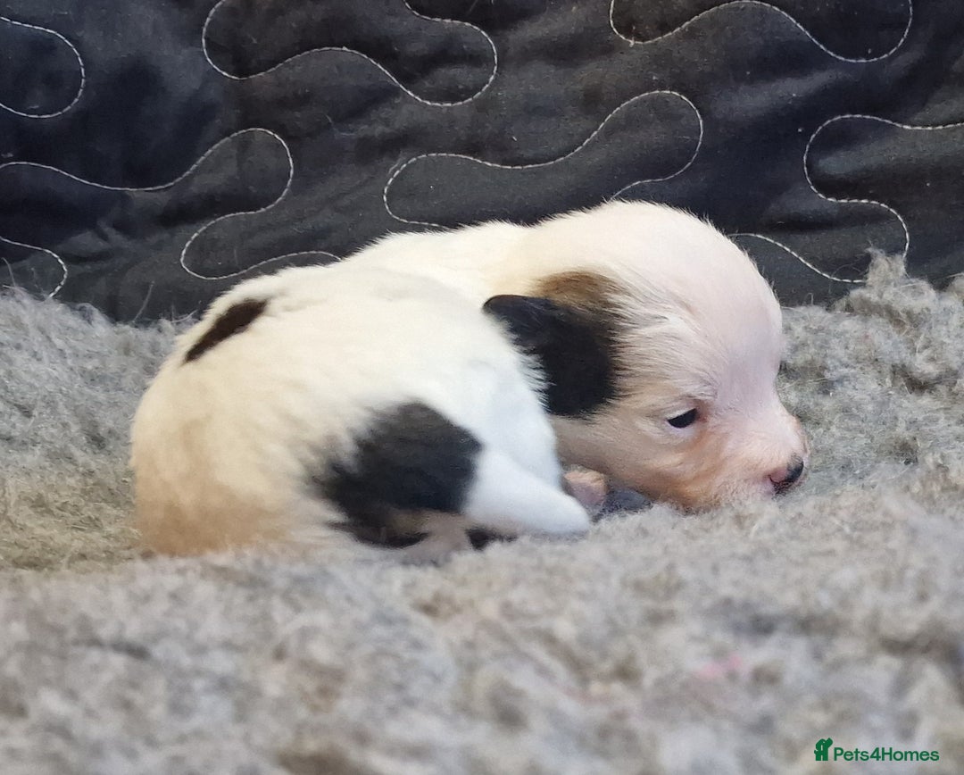 Jack Russell dogs for sale: kC Reg Jack Russell Pups, DNA Health Tested - Image 7