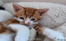 European cats for sale: Lovely kittens looking a new house - Image 1