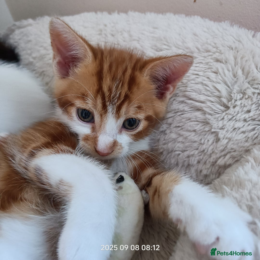 European cats for sale: Lovely kittens looking a new house - Image 1