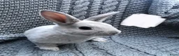 Rex rabbits for sale: Purebred Velvet Mini Rex Sable rabbits - Advert 3