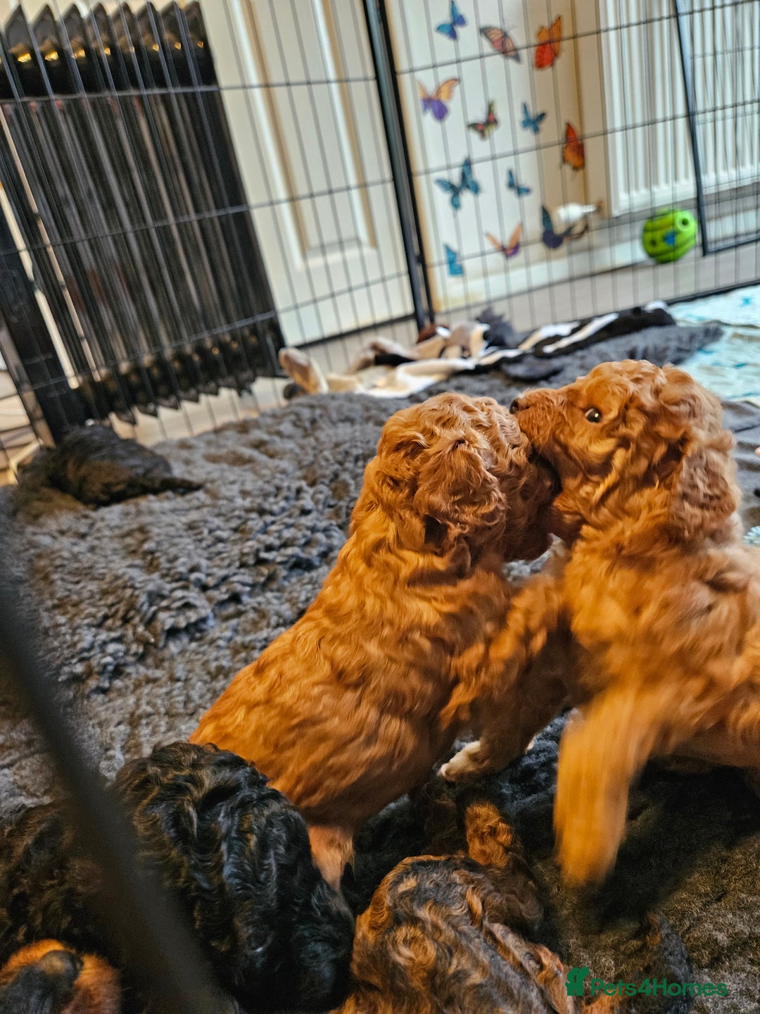 Miniature Poodle dogs for sale: Beautiful Health Tested Poodles - Advert 26