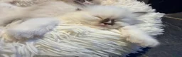 Ragdoll cats for sale: GCCF Ragdoll Kittens Championlines  - Advert 16