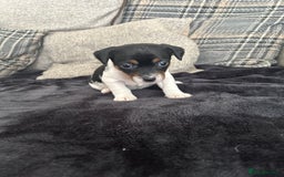 Jack Russell dogs for sale: Jack russel puppy’s  - Image 7