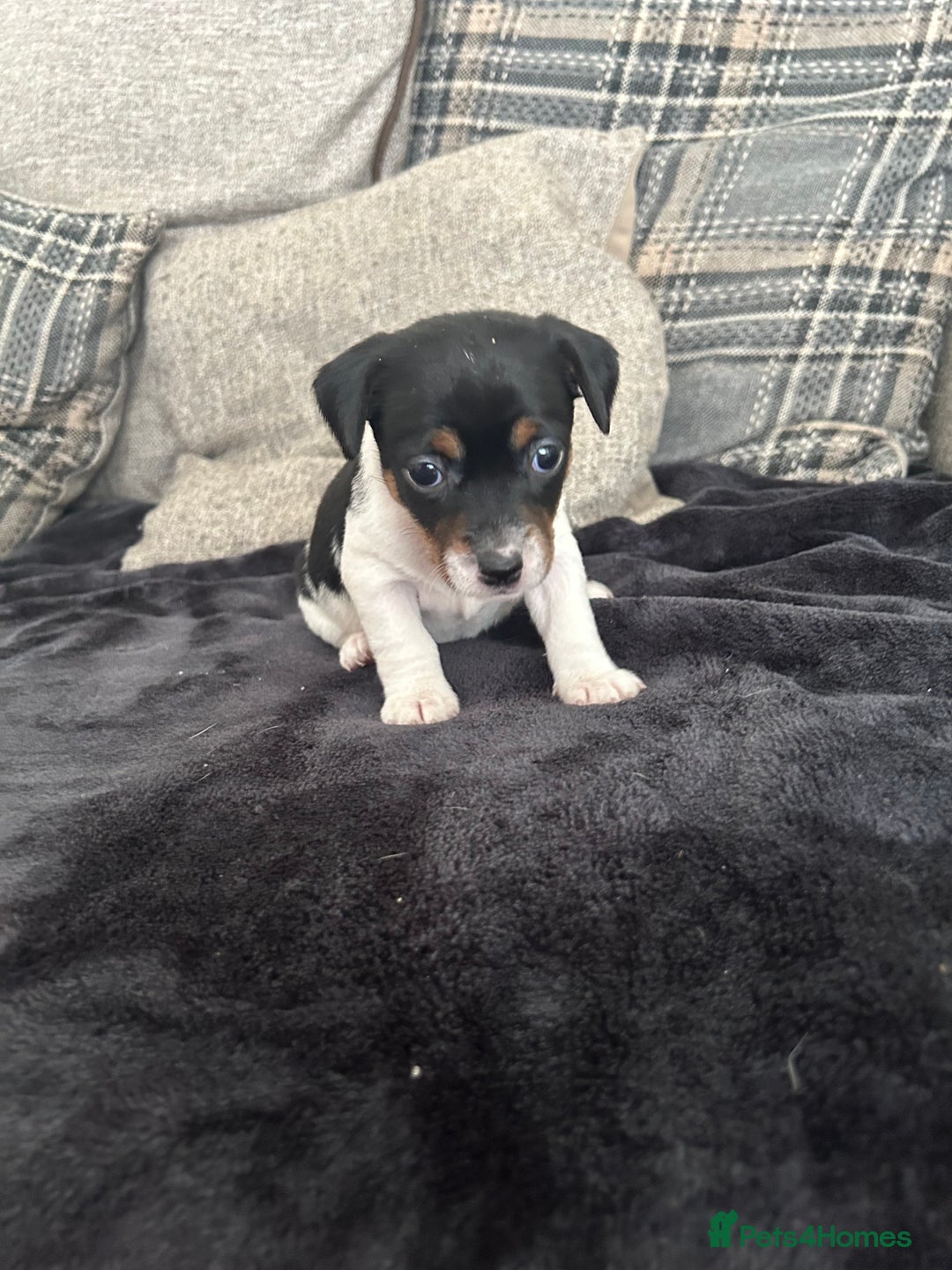 Jack Russell dogs for sale: Jack russel puppy’s  - Image 7