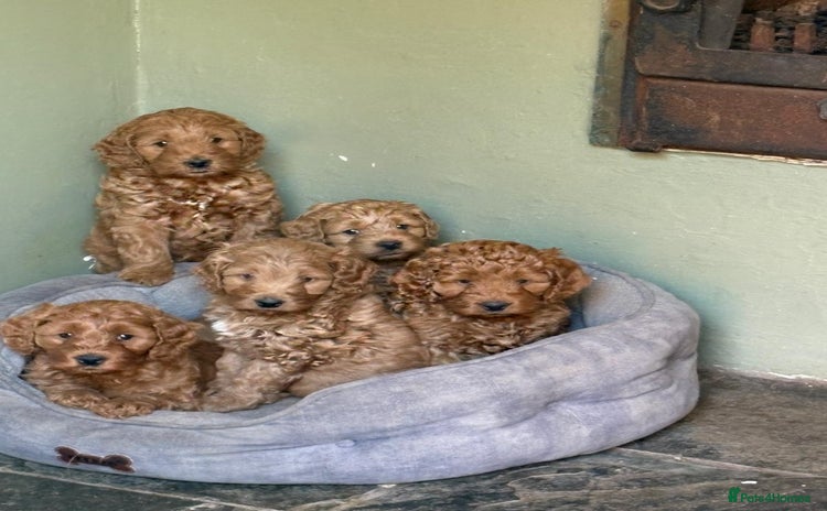 Australian Labradoodle dogs - Advert 3