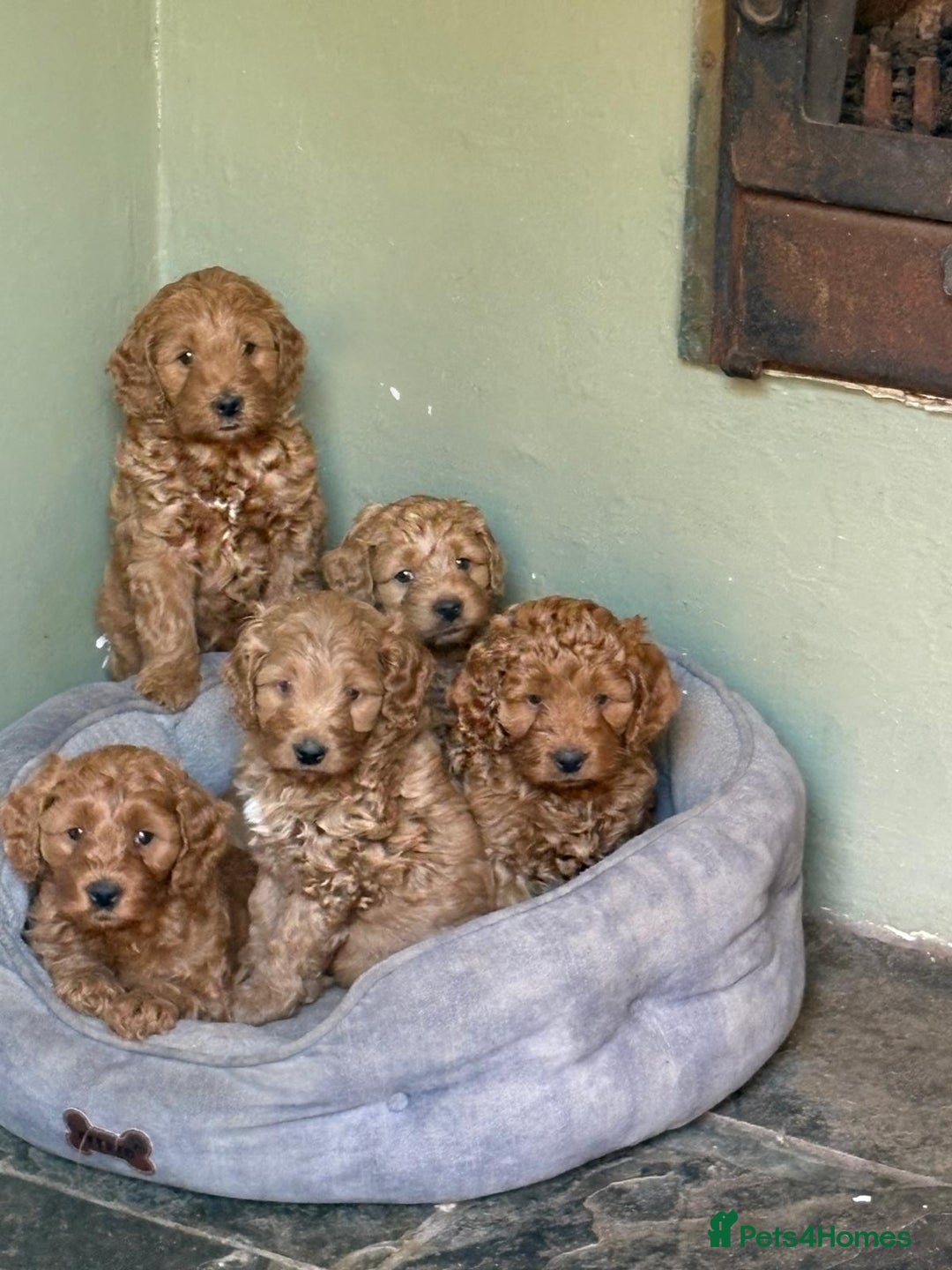 Australian Labradoodle dogs for sale: Australian Labradoodle Puppy - Image 1