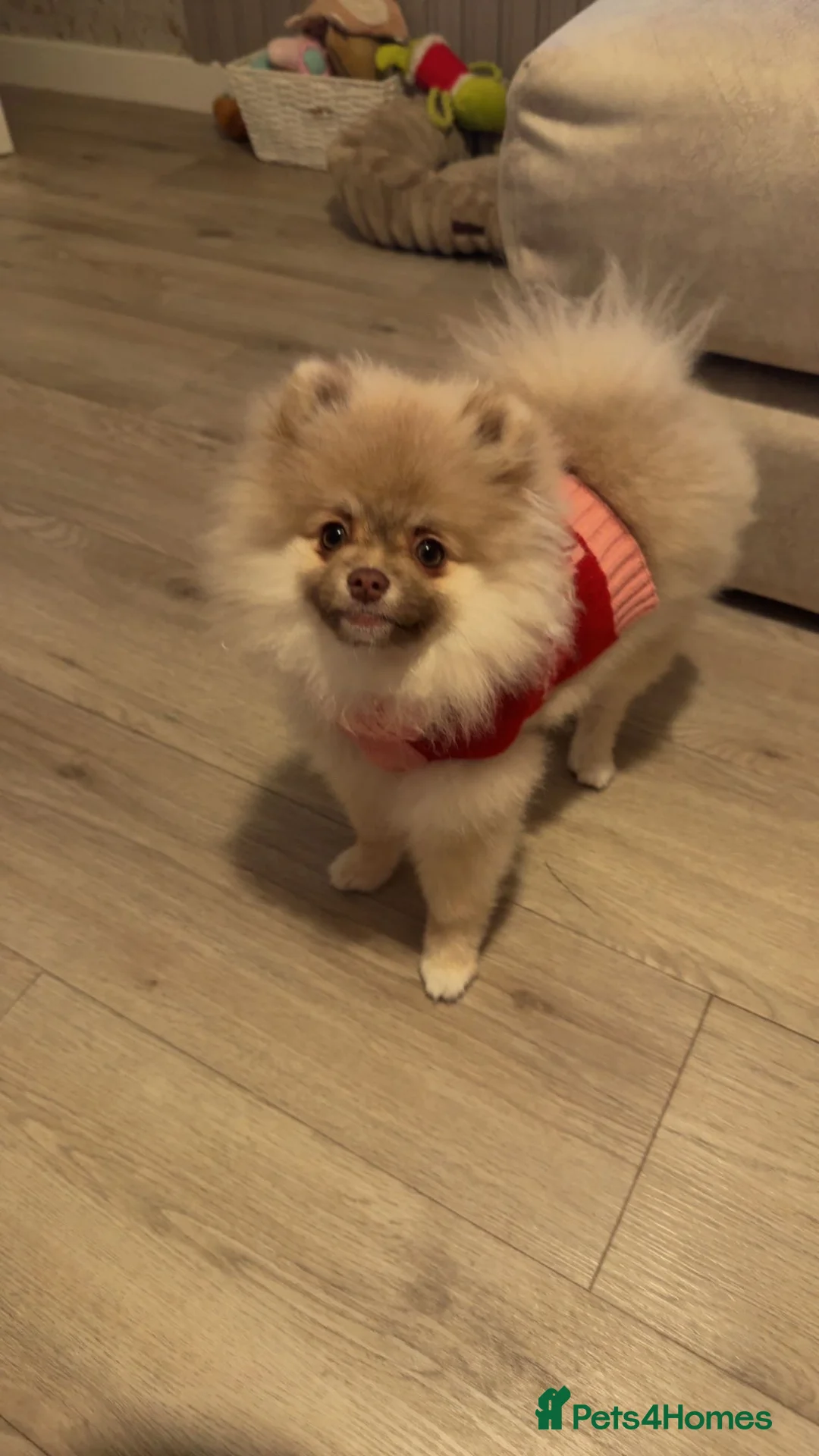 Pomeranian dogs for sale: Puppy’s due in 3 weeks  - Advert 2