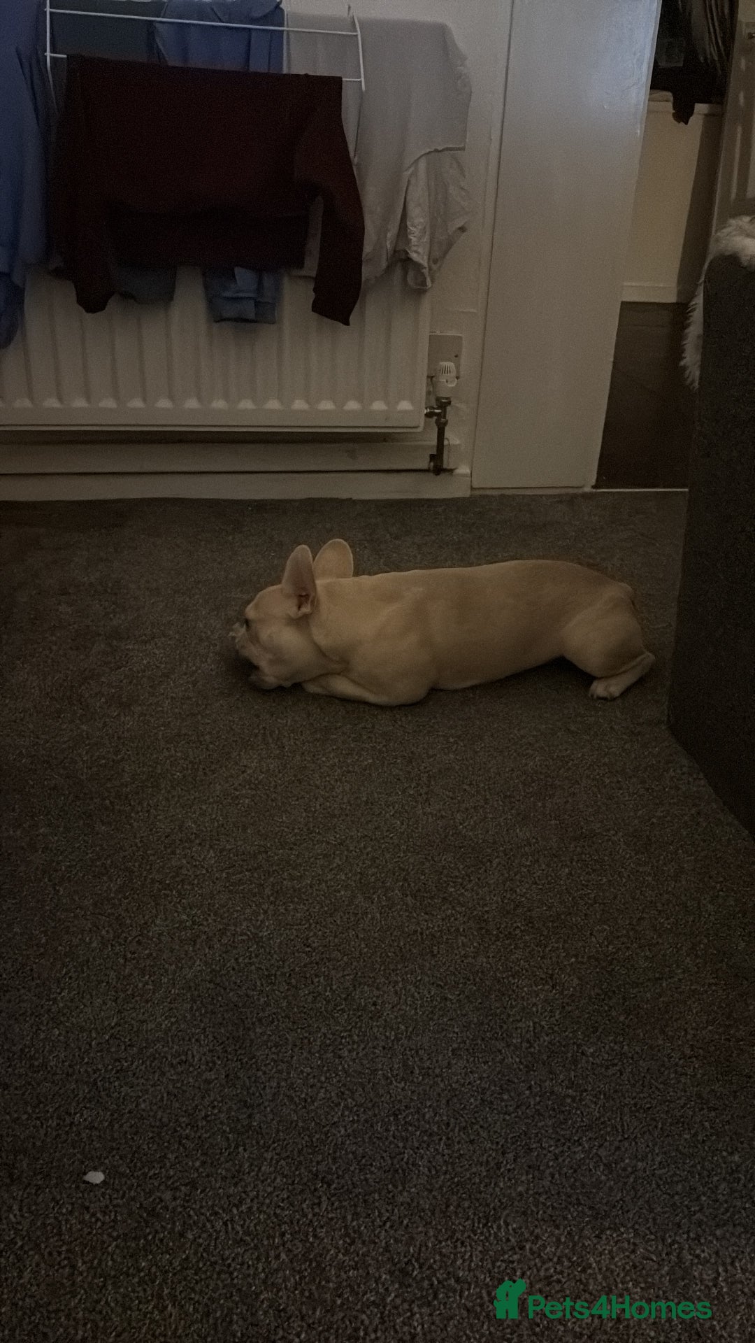 French Bulldog dogs for sale: Kc registered French bulldog  - Advert 3