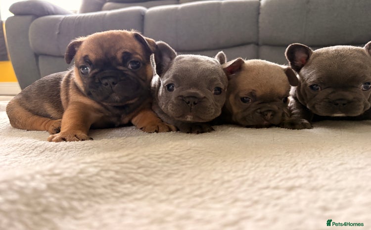 French Bulldog dogs - Advert 1