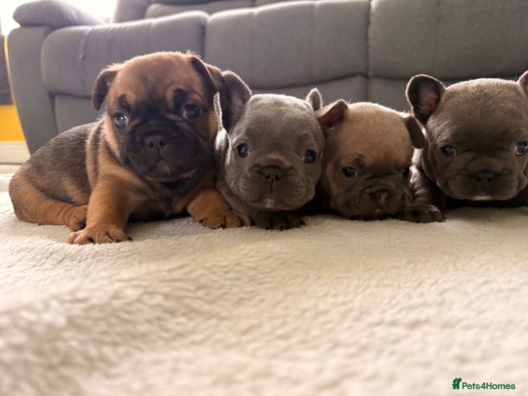 French Bulldog dogs for sale: 4 lovely French Bulldog puppies for sale . - Image 1