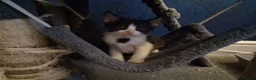 Mixed Breed cats for sale: Litter of 7 ready to leave - Advert 9