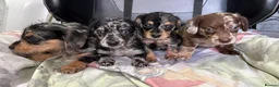 Mixed Breed dogs for sale: DOXIEPOO HEALTH TESTED PARENTS  - Advert 7