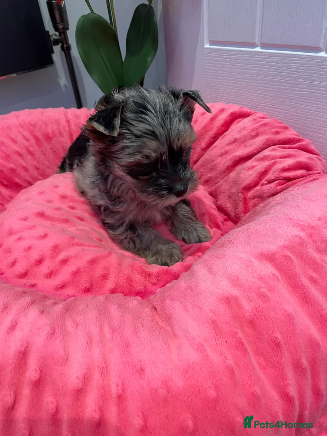 Yorkshire Terrier dogs for sale: pedigree yorkshire terrier ‼️‼️ - Advert 13