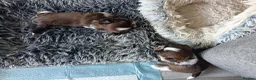 Shih Tzu dogs for sale: Two Beautiful Girls  - Advert 18