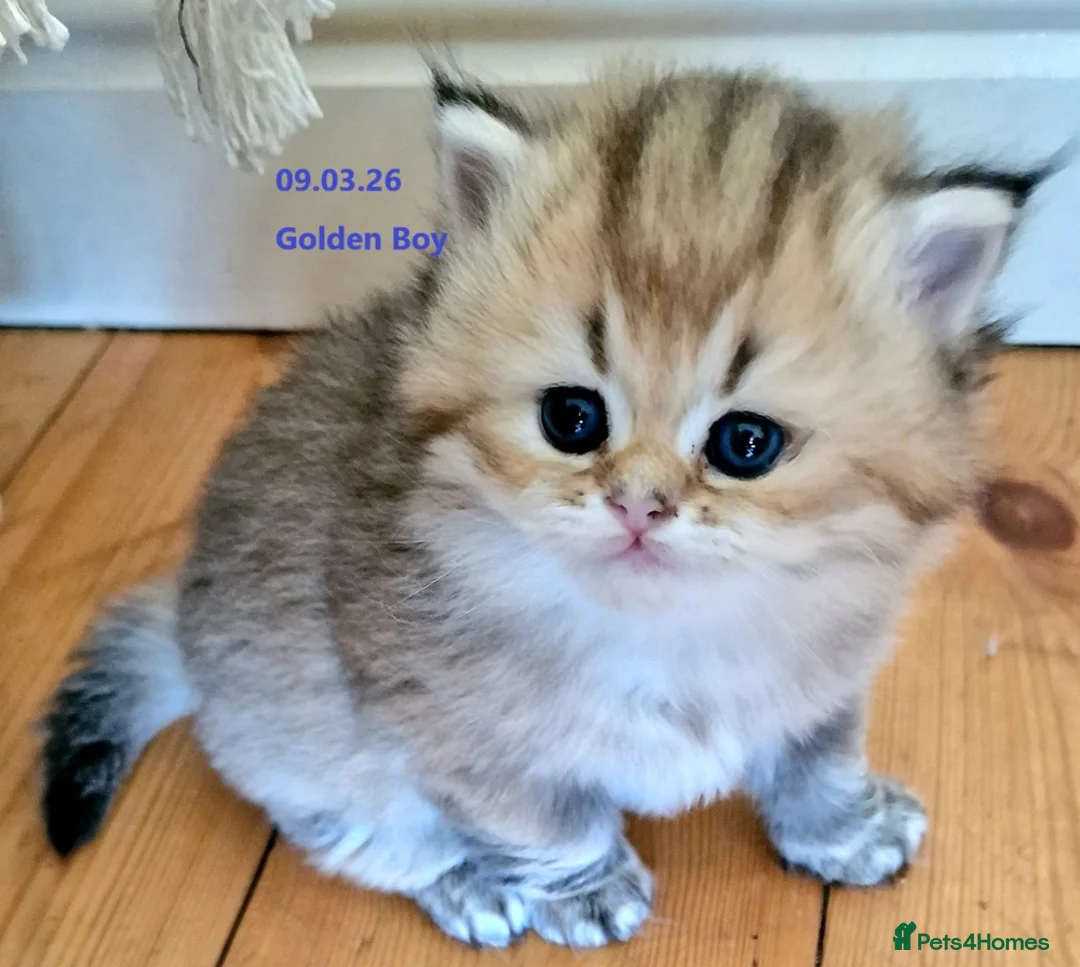 British Longhair cats for sale: ❤ Pedigree Kittens ❤ Gold Silver ❤ Healthy ❤ - Advert 1