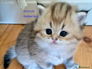 British Longhair cats ❤ Pedigree Kittens ❤ Gold Silver ❤ Healthy ❤ - Advert 1