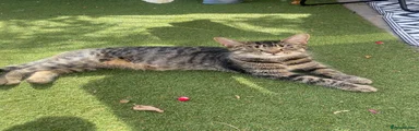 American Shorthair 2