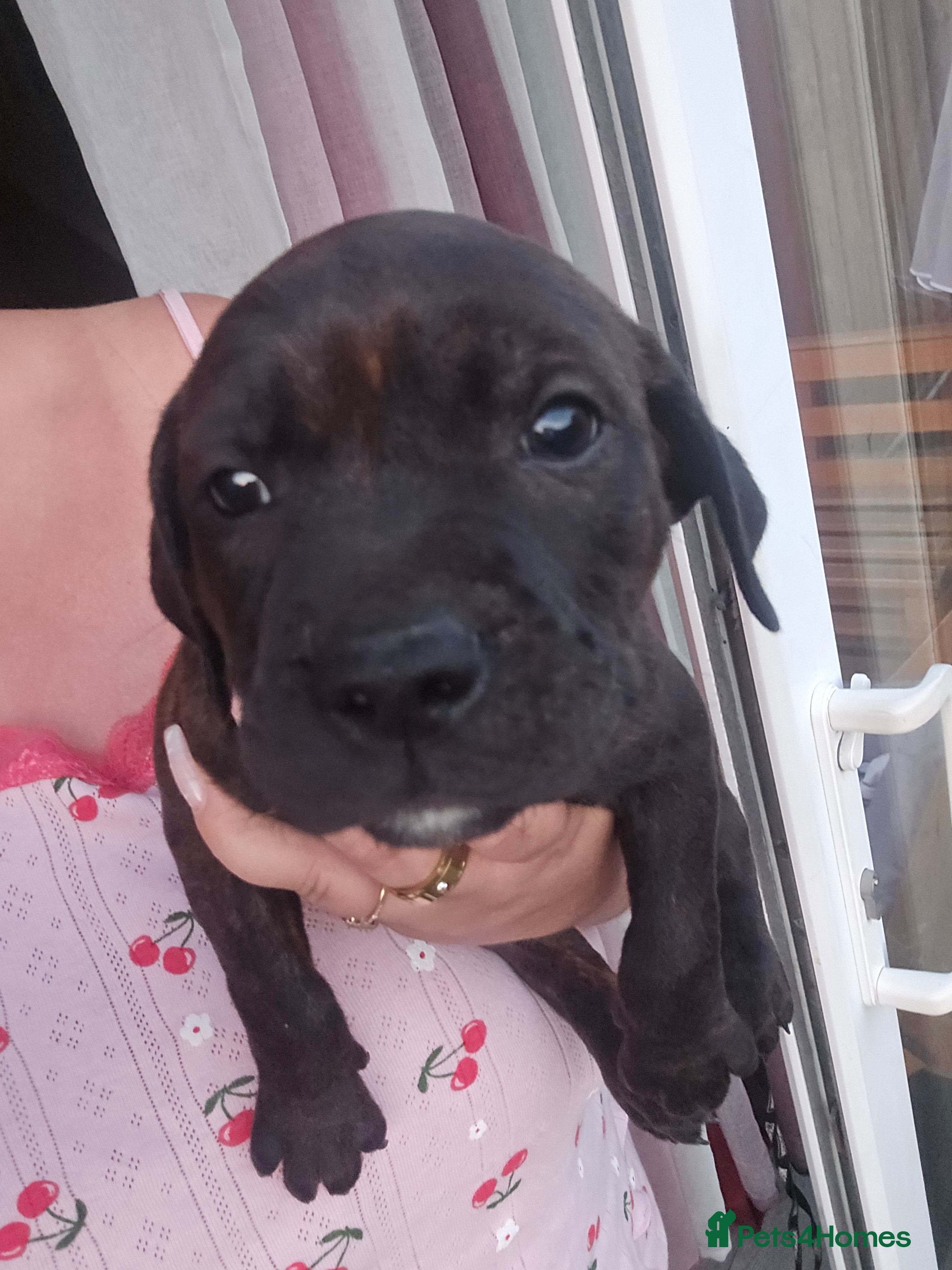 Staffordshire Bull Terrier dogs Stafordshire puppies - Advert 2