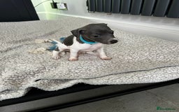 Italian Greyhound dogs for sale: Gorgeous iggy pups - Image 3