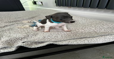 Italian Greyhound dogs - Advert 1