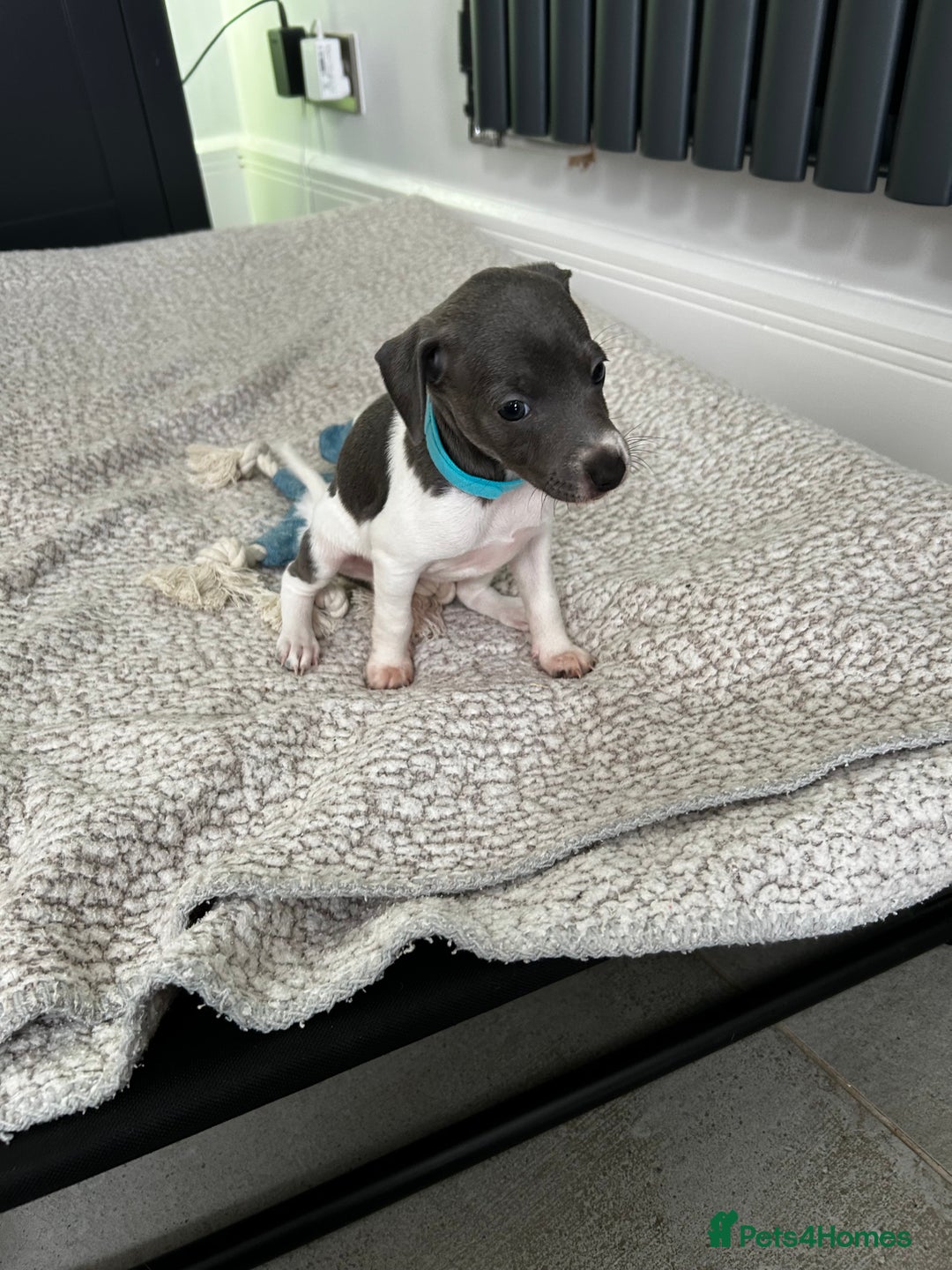 Italian Greyhound dogs for sale: Gorgeous iggy pups - Image 3