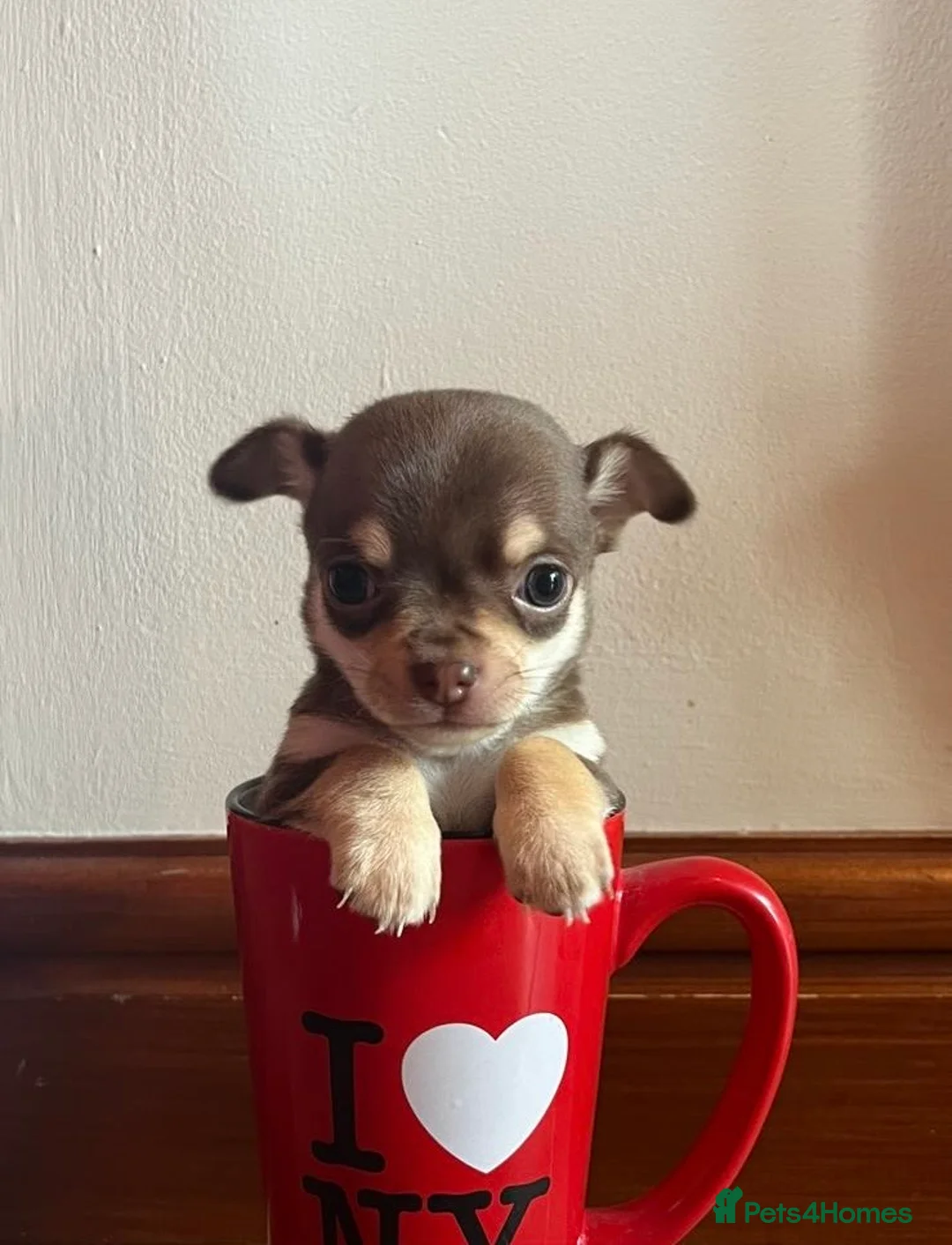 Chihuahua dogs for stud: Chico Chihuahua Russian Lines Champion Pedigree in Chester - Advert 22