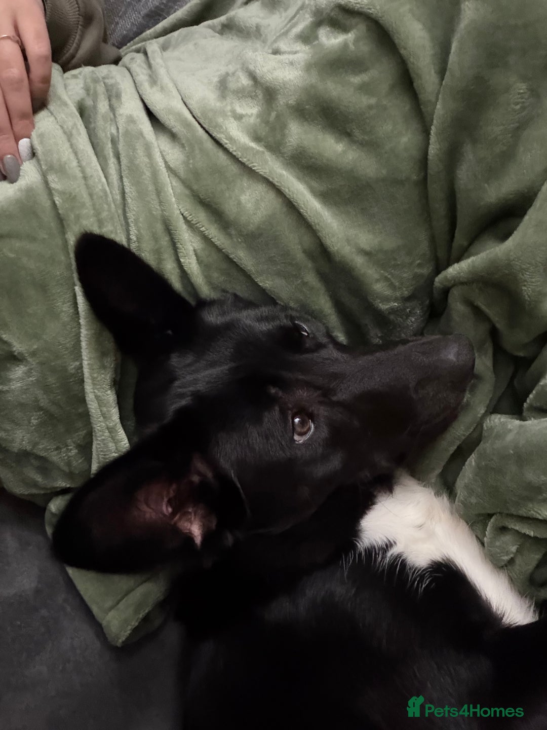 Border Collie dogs for sale: Meet Bow  - Advert 4