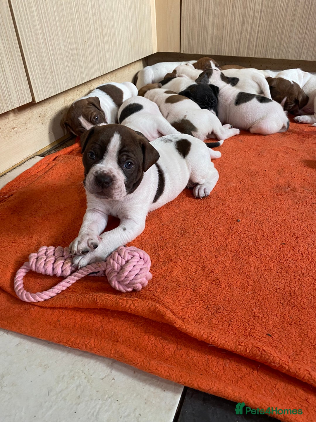Alapaha Blue Blood Bulldog dogs for sale: TOP QUALITY PURE ALAPAHA BULLDOGS - Advert 23