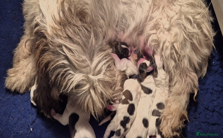 Basset Griffon Vendeen dogs Griffon grand bassets  - Advert 1