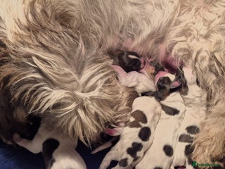 Basset Griffon Vendeen dogs for sale: Griffon grand bassets - Advert 1