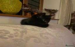 Mixed Breed cats for sale: Russian blue cross black and tabby kittens  - Advert 39