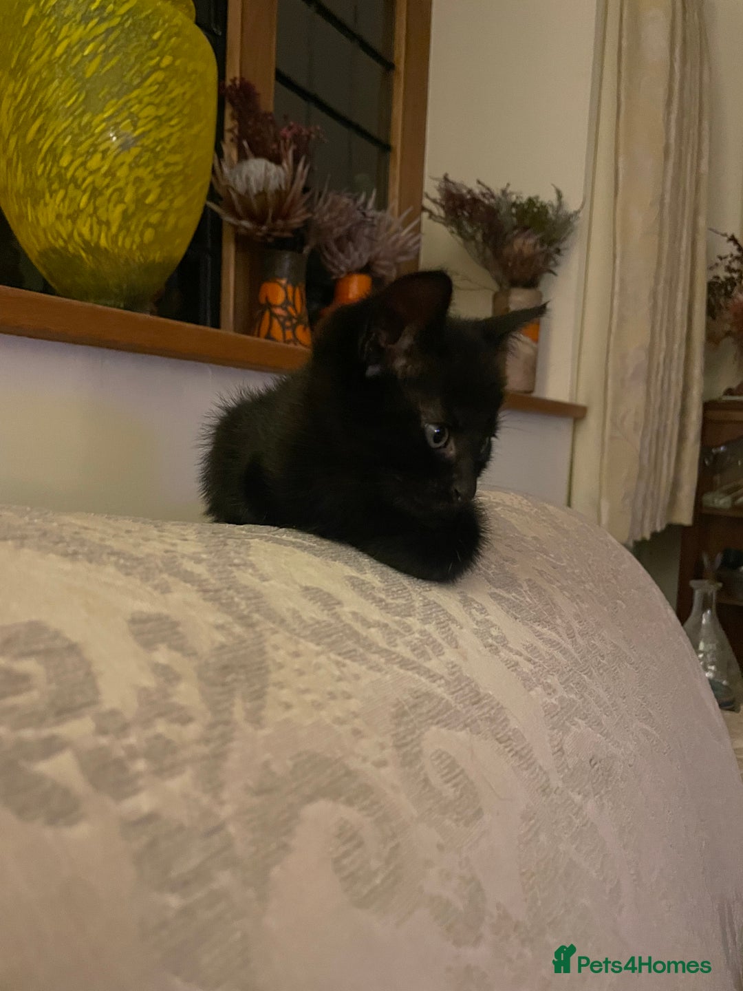 Mixed Breed cats for sale: Russian blue cross black and tabby kittens  - Advert 39