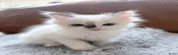 Ragdoll cats for sale: Adorable little Ragdolls  - Advert 22