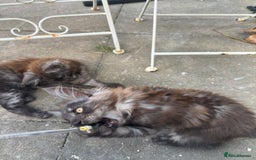 Maine Coon cats for sale: Stunning Black Smoke TiCA kittens  - Image 9