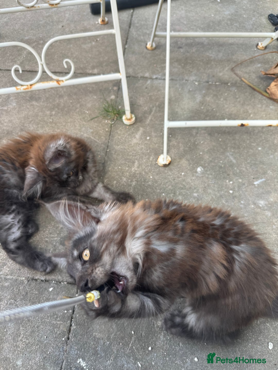 Maine Coon cats for sale: Stunning Black Smoke TiCA kittens  - Image 9