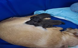 Pomchi dogs for sale: Gorgeous Pomchi girl  - Image 10