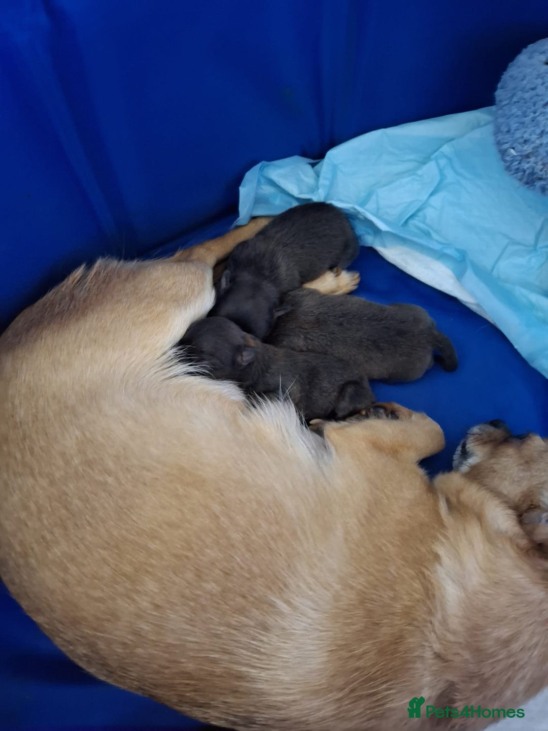 Pomchi dogs for sale: Gorgeous Pomchi girl  - Image 10