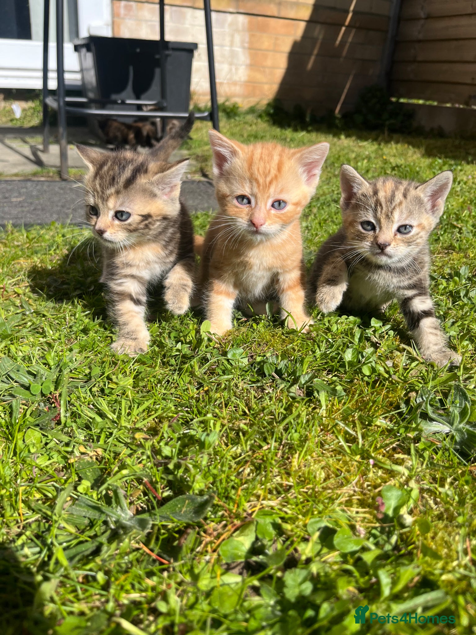 Mixed Breed cats Pure Tabby / Shorthair kittens  - Advert 4