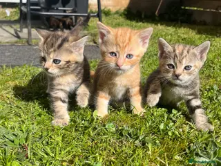 Mixed Breed cats Pure Tabby / Shorthair kittens - Advert 1