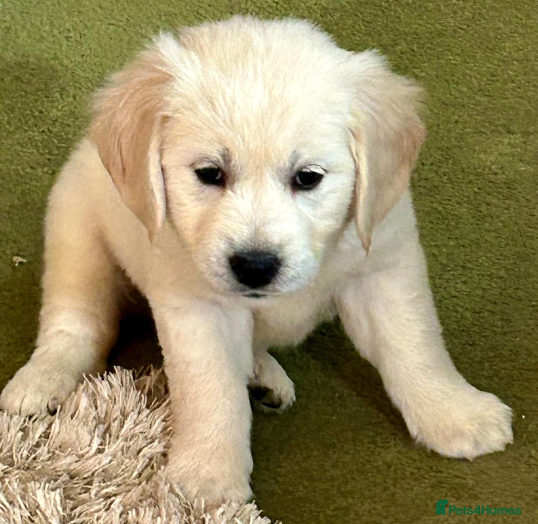 Golden Retriever dogs for sale: Chunky, cream pups - Advert 13