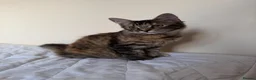 Mixed Breed cats for sale: 4 adorable kittens for sale - Advert 17