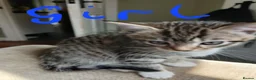 Mixed Breed cats for sale: Beautiful kittens looking for their forever home  - Advert 4