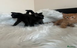 Mixed Breed cats for sale: Forever home 🙏🏻 - Image 15