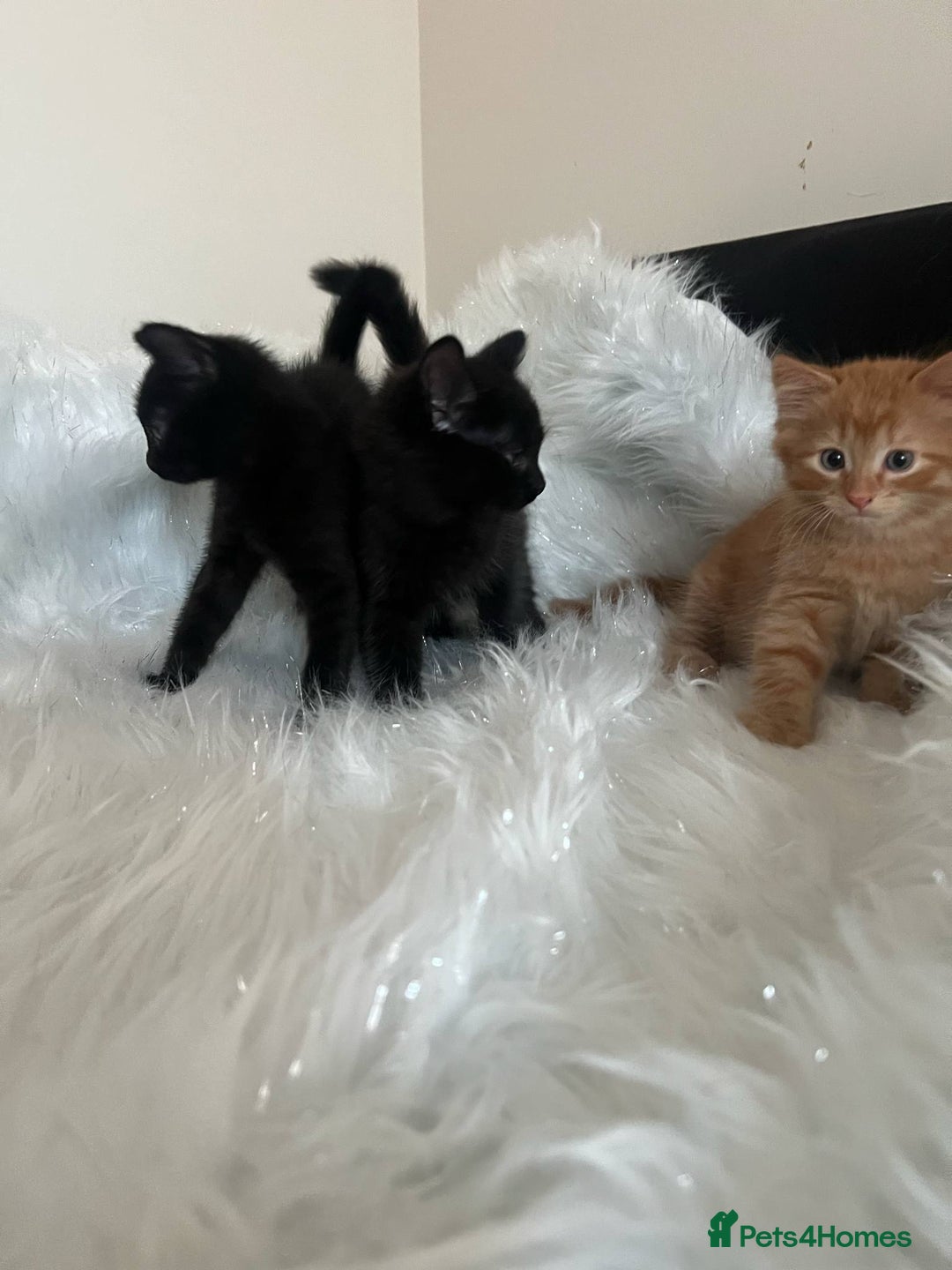 Mixed Breed cats for sale: Forever home 🙏🏻 - Image 15