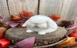 Mini Lop rabbits for sale: ⭐ VACCINATED PEDIGREE MINI LOP BUNNIES ⭐  - Advert 13