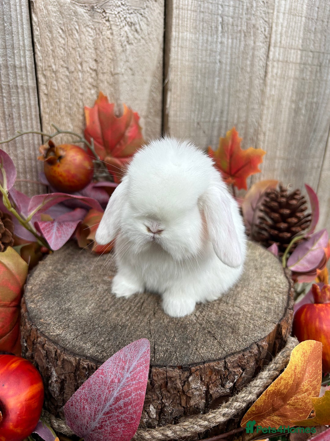Mini Lop rabbits for sale: ⭐ VACCINATED PEDIGREE MINI LOP BUNNIES ⭐  - Advert 13