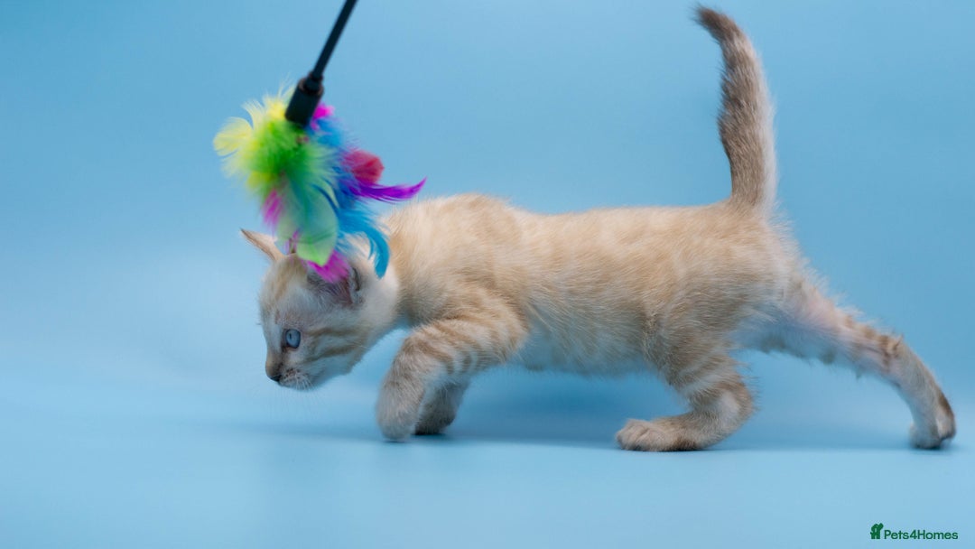Bengal cats for sale: ✨Stunning Snow Lynx Bengal Boy – TICA Registered🐾 - Image 3